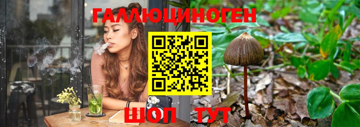Псилоцибиновые грибы Psilocybe Белогорск